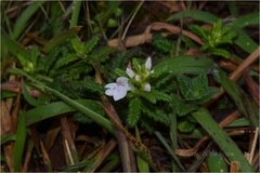 Pedicularis zeylanica